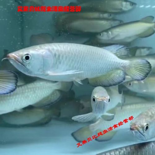 給我一些鑒別藍底金頭過背金龍魚真偽的圖片，如何鑒別金龍魚的真偽？