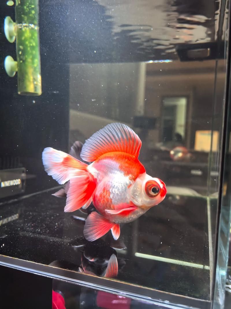 如何預(yù)防龍睛金魚的爛尾病，龍睛金魚爛尾病的預(yù)防