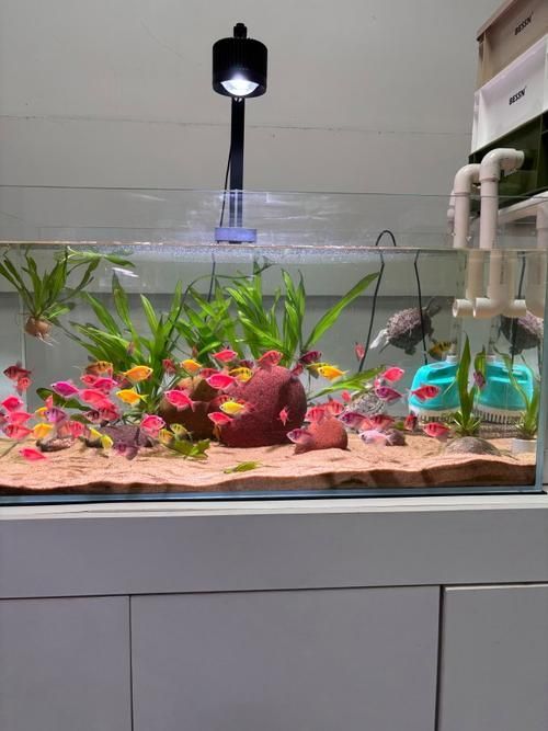 如何選擇適合的魚缸品牌？，2025年魚缸選購指南:2025魚缸十大品牌盤點