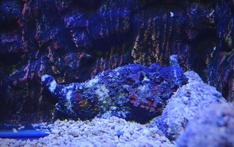 有哪些攻擊性魚類需要特別注意，arxiv論文助手arxiv論文助手arxiv論文助手