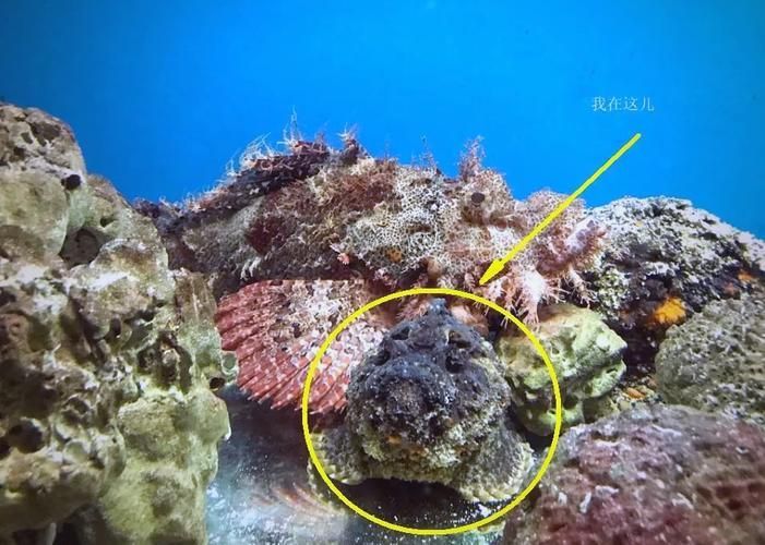 有哪些攻擊性魚類需要特別注意，arxiv論文助手arxiv論文助手arxiv論文助手
