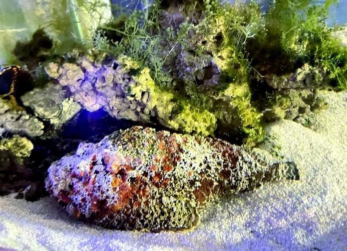 有哪些攻擊性魚類需要特別注意，arxiv論文助手arxiv論文助手arxiv論文助手