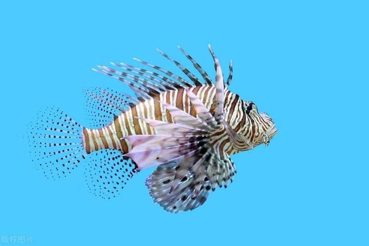 有哪些攻擊性魚類需要特別注意，arxiv論文助手arxiv論文助手arxiv論文助手