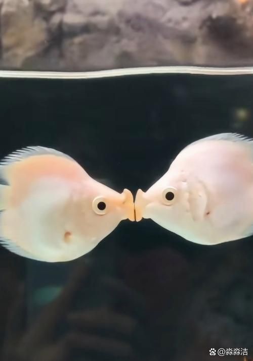 龍魚混養視頻大全，“龍魚混養視頻大全”完全滿足用戶要求“龍魚混養視頻大全”
