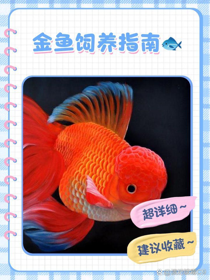 金魚飼養中哪些設備最重要，養金魚必備設備