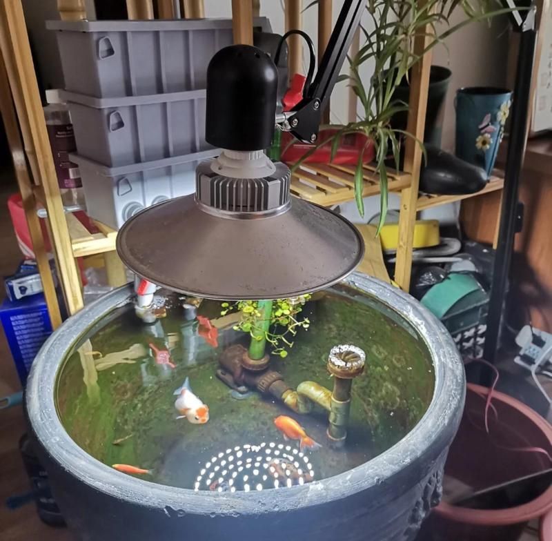 金魚飼養中哪些設備最重要，養金魚必備設備