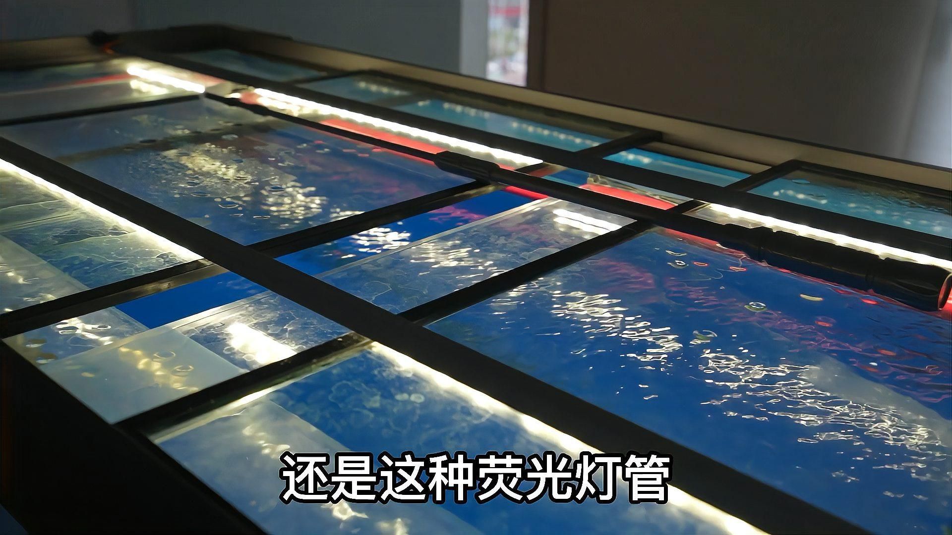 龍魚燈光的最佳安裝高度，如何判斷龍魚是否掉眼