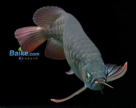 如何保養龍魚的胡須，使其更長？，如何保養龍魚胡須