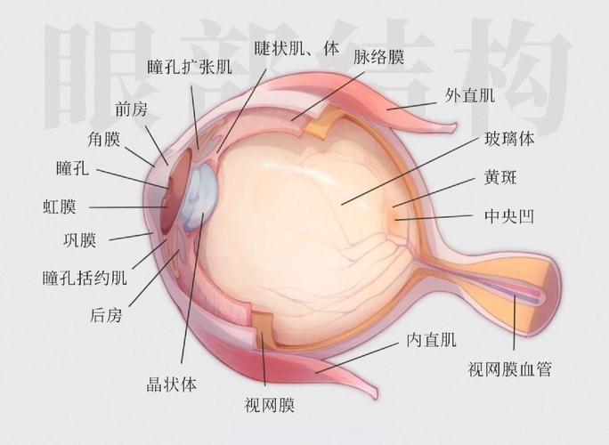 蒙眼和凸眼哪個更嚴(yán)重