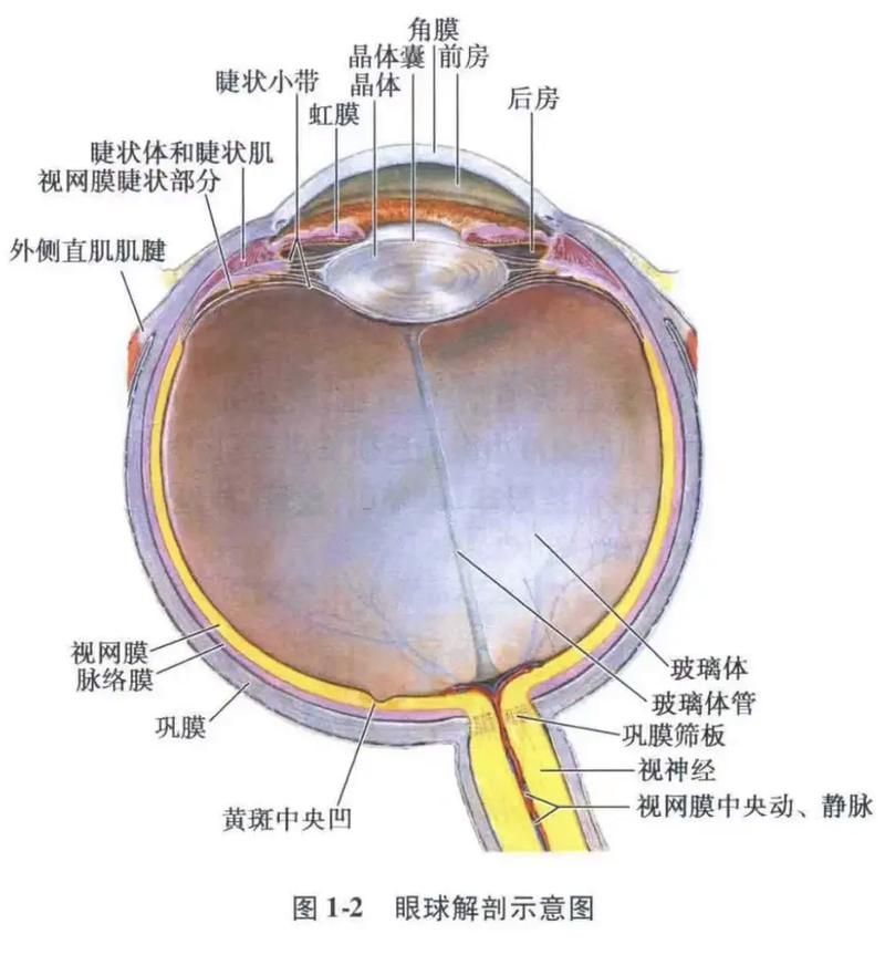 蒙眼和凸眼哪個更嚴(yán)重