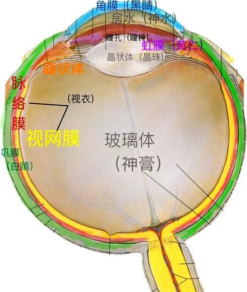 蒙眼和凸眼哪個更嚴(yán)重