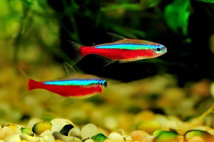 馬卡龍魚有哪些品種？，馬卡龍魚是什么魚？