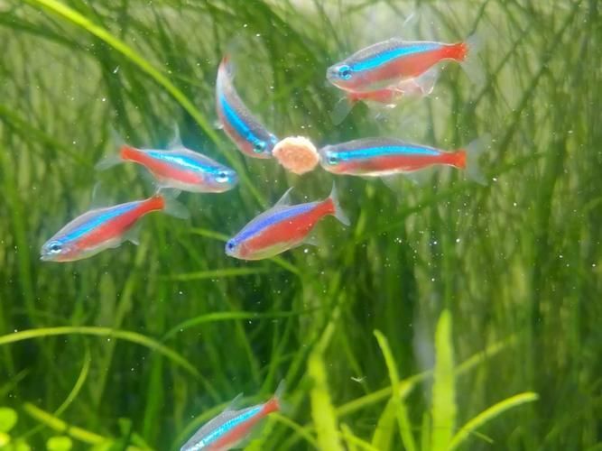 馬卡龍魚有哪些品種？，馬卡龍魚是什么魚？