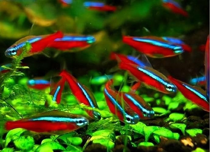 馬卡龍魚有哪些品種？，馬卡龍魚是什么魚？