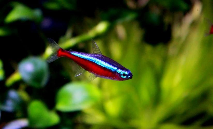 馬卡龍魚有哪些品種？，馬卡龍魚是什么魚？