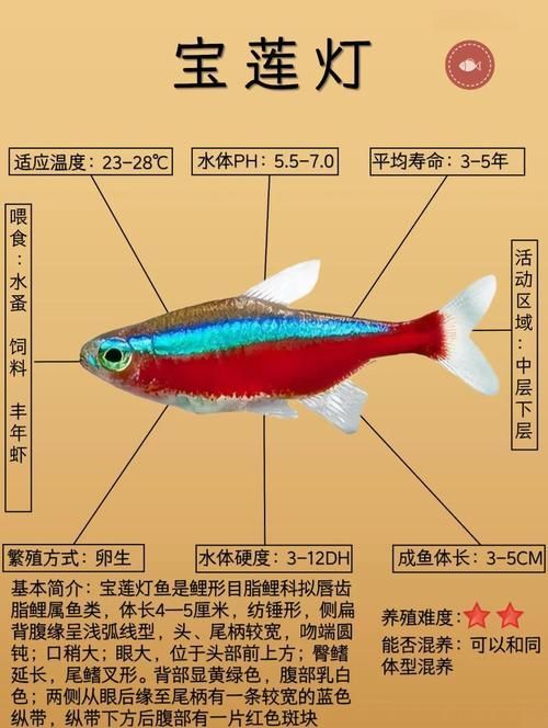 馬卡龍魚有哪些品種？，馬卡龍魚是什么魚？