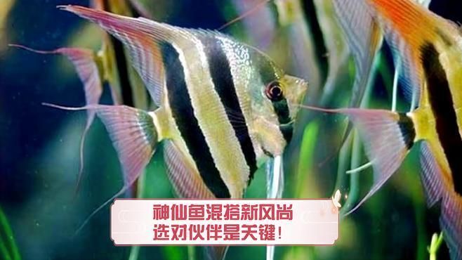 七條魚的最佳混養搭配建議，七條魚的最佳混養搭配建議，