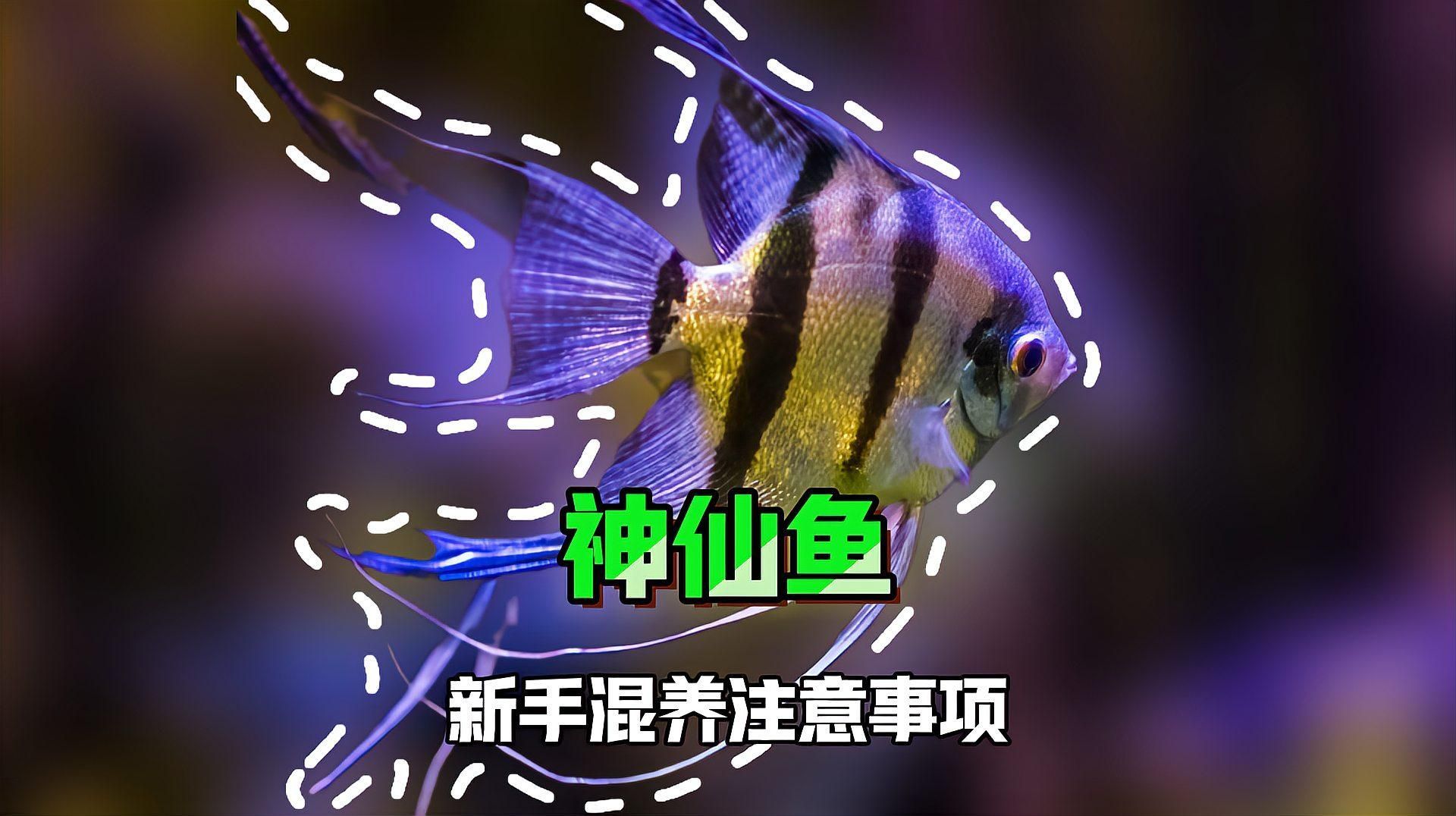 七條魚的最佳混養搭配建議，七條魚的最佳混養搭配建議，