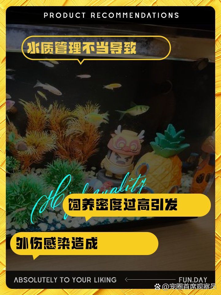 如何預防魚爛身的發生，————魚爛身的方法