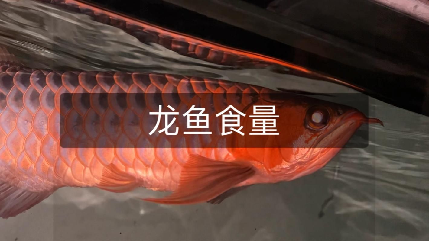 龍魚饑餓時(shí)如何調(diào)整喂食量，龍魚食欲不振怎么辦