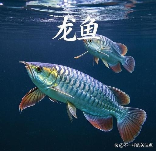 龍魚鎮宅最的圖片，魚鎮宅最的圖片\