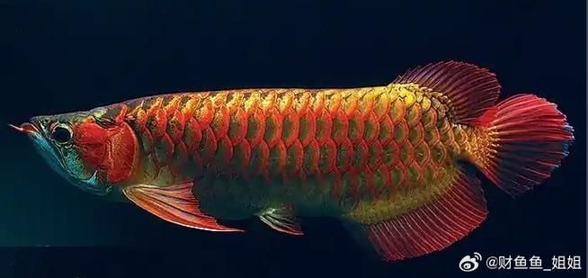 給我一些關于河源龍魚的信息，“河源龍魚”是什么？