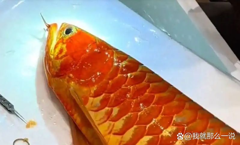 龍魚市場有哪些炒作行為，龍魚市場存在的炒作行為