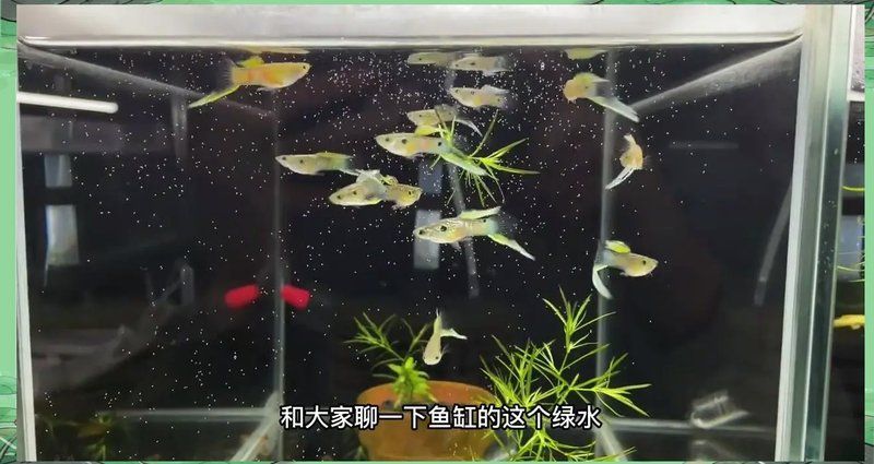 魚缸水發綠會有什么影響，魚缸水發綠會自行消失嗎如何解決魚缸水發綠的問題