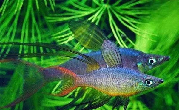 魚缸水發綠會有什么影響，魚缸水發綠會自行消失嗎如何解決魚缸水發綠的問題