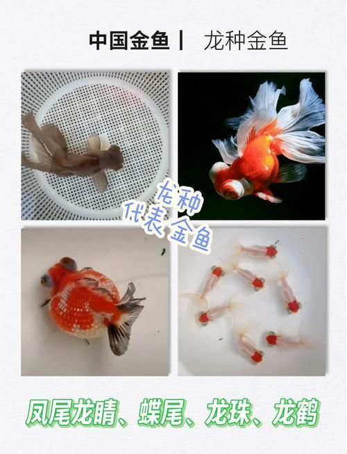 龍種金魚中哪個品種最珍貴，十二紅龍睛的鑒賞標準清單