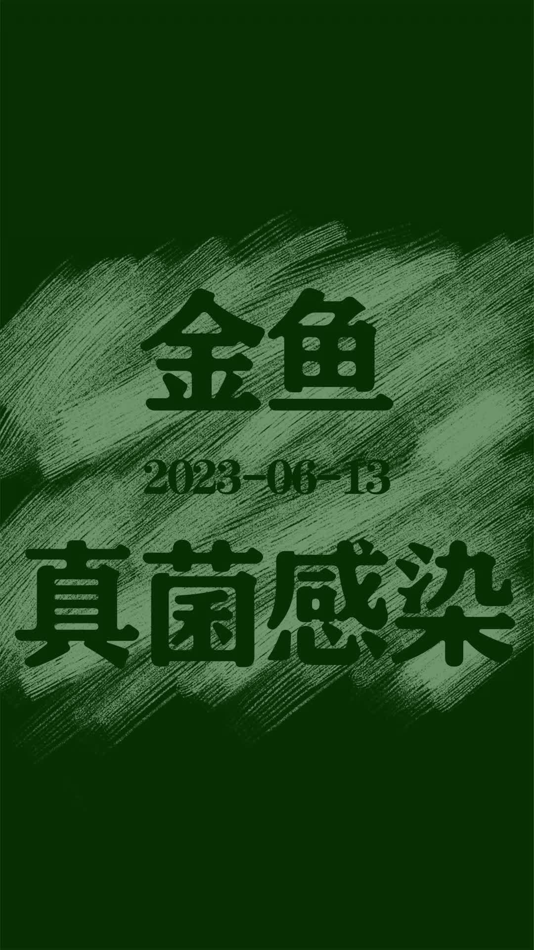如何判斷金魚傷口是否感染，關于金魚傷口感染