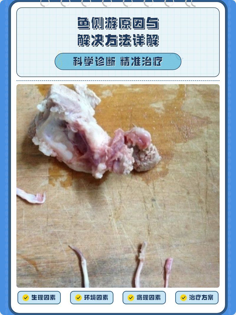 如何調(diào)整龍魚燈光以避免側(cè)游