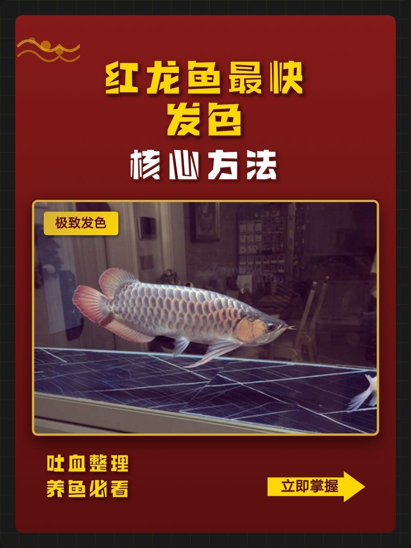 有沒有紅龍魚發色過程的視頻教程？，紅龍魚發色過程的視頻教程