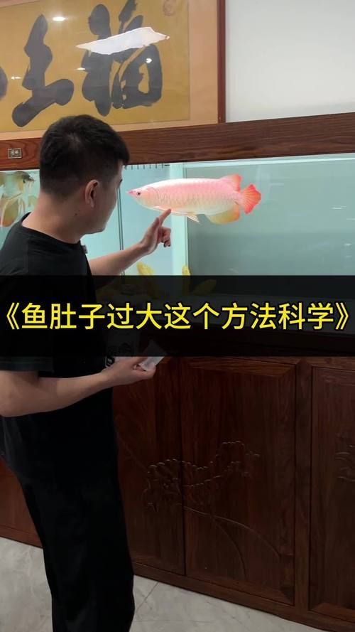 益生菌對龍魚有哪些具體作用？，益生菌對龍魚有什么作用？