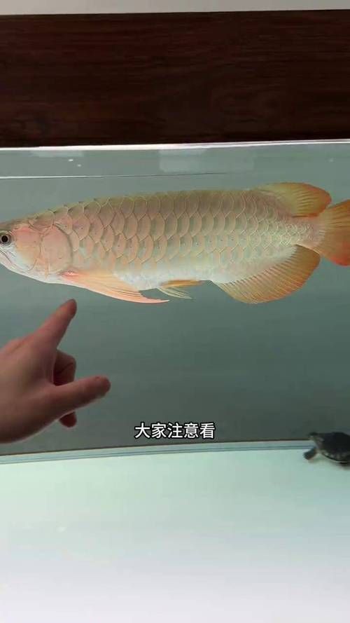 益生菌對龍魚有哪些具體作用？，益生菌對龍魚有什么作用？