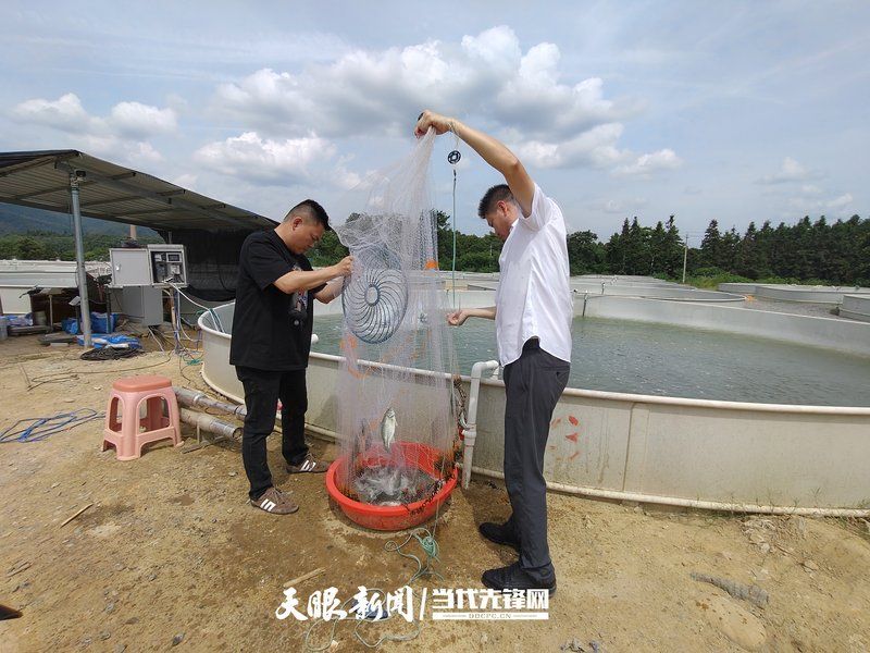 甕安龍魚的市場價格是多少？，甕安龍魚市場價格