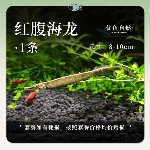 紅腹海龍魚的價格是多少？，紅腹海龍魚和紅龍魚的飼養注意事項清單，紅腹海龍魚的壽命有多長