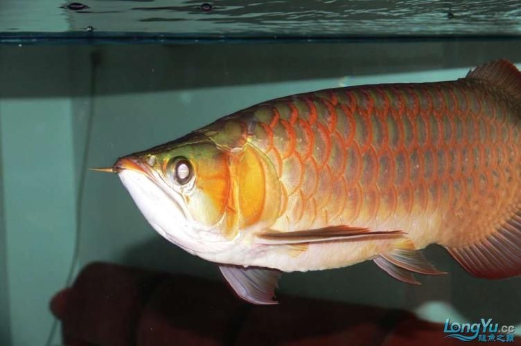 如何判斷紅龍魚2號的品相，如何判斷紅龍魚2號 如何判斷紅龍魚2號的品相，如何判斷紅龍魚2號 龍魚百科 第2張