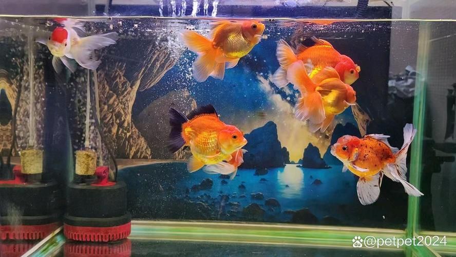 哪種魚缸殺蟲藥效果最好，如何選擇合適的魚缸殺蟲藥