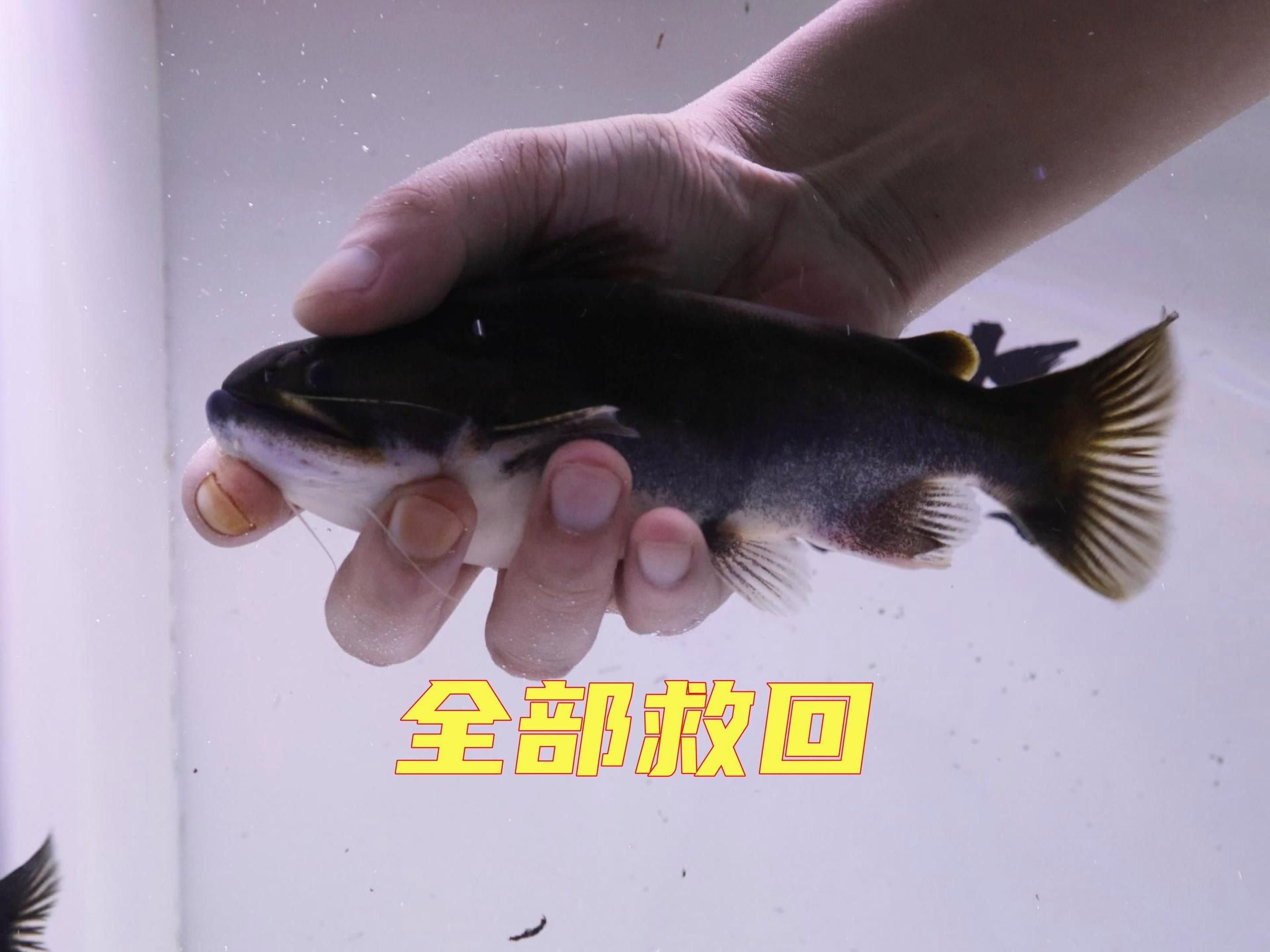 魚交叉感染后多久會恢復，魚交叉感染后多久會恢復，在探討魚類交叉感染后的恢復時間時