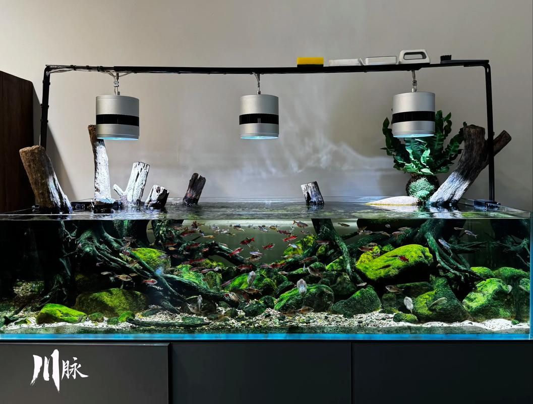 給我推薦幾款適合幼龍魚的魚缸，小型龍魚魚缸選擇適合幼龍魚缸，適合幼龍魚的魚缸推薦