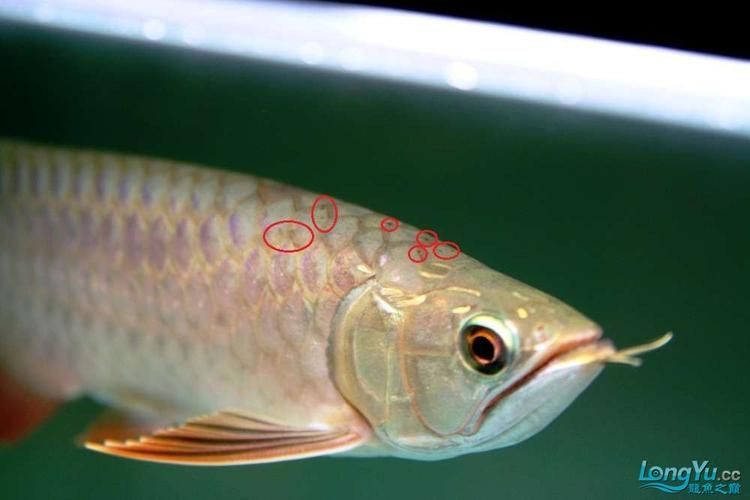 如何區分龍魚的幾種疾病？，arxiv論文arxiv論文助手檢索是否有魚類病理學研究論文 如何區分龍魚的幾種疾病？，arxiv論文arxiv論文助手檢索是否有魚類病理學研究論文 龍魚百科 第10張
