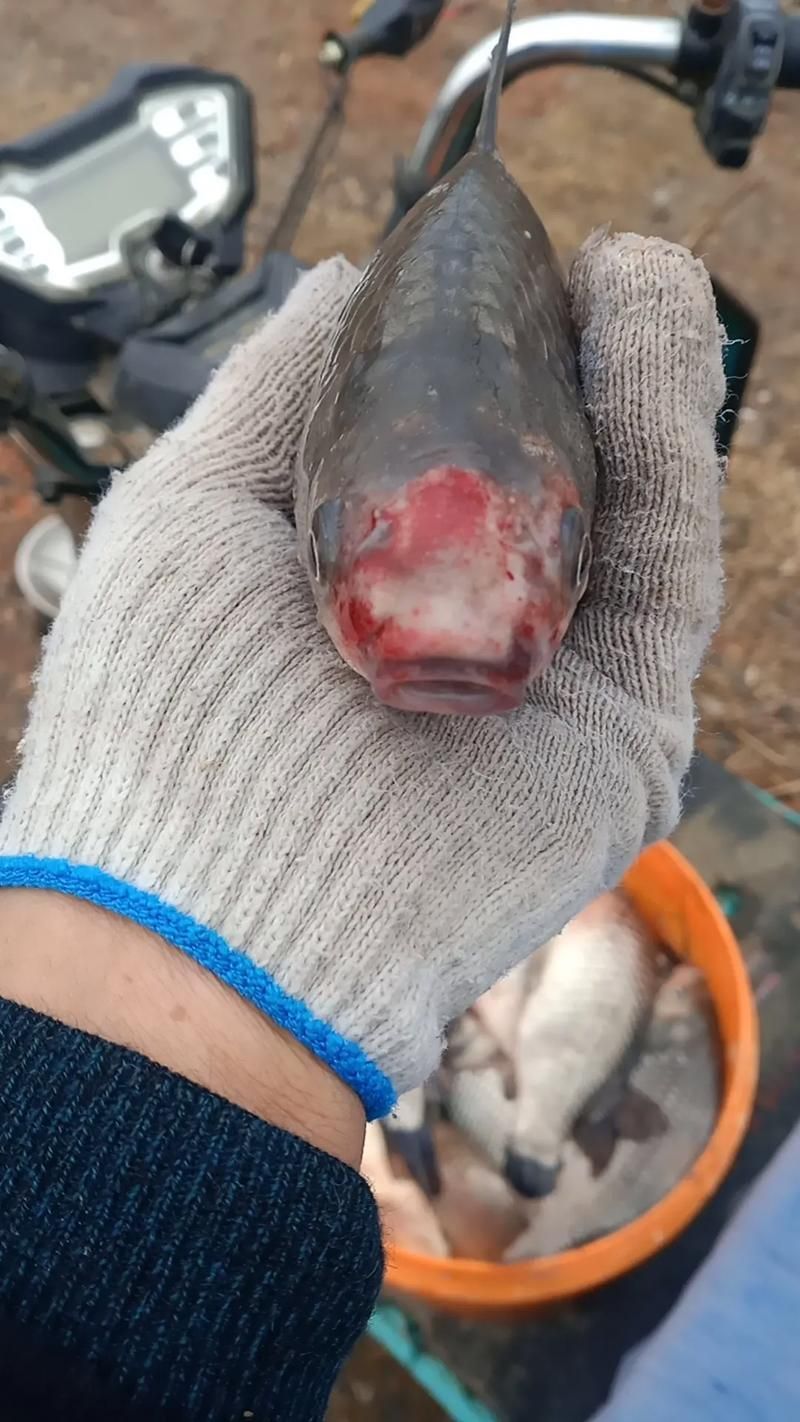 請提供更多關于魚類疫病的圖片，關于魚類疫病的一般性描述