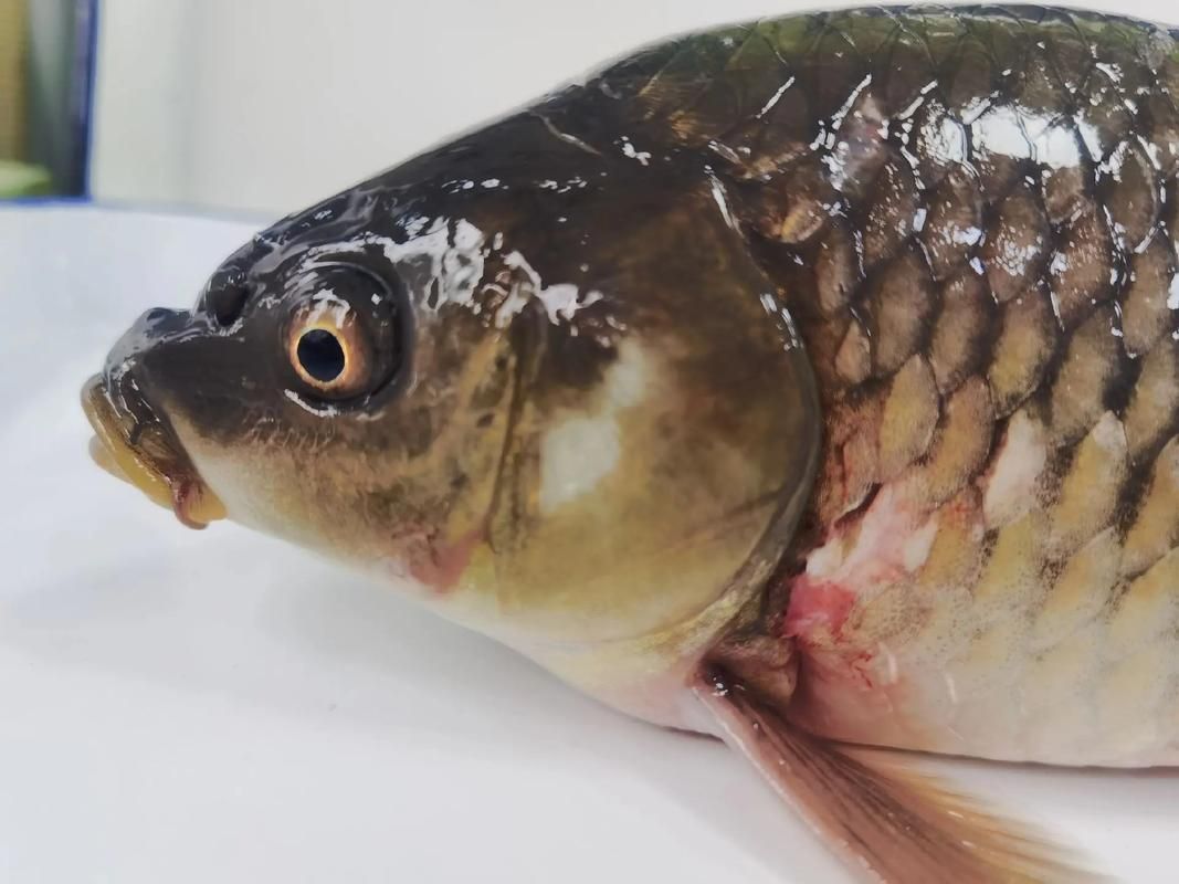 請提供更多關于魚類疫病的圖片，關于魚類疫病的一般性描述
