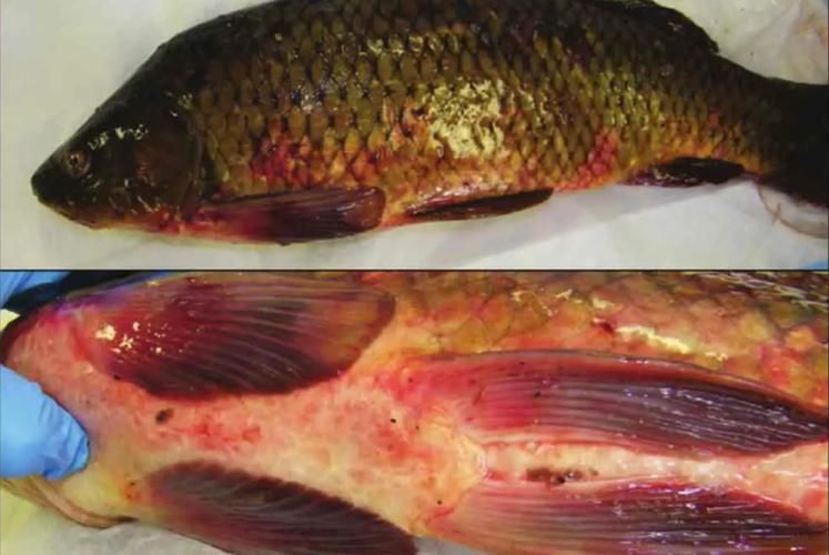 請提供更多關于魚類疫病的圖片，關于魚類疫病的一般性描述