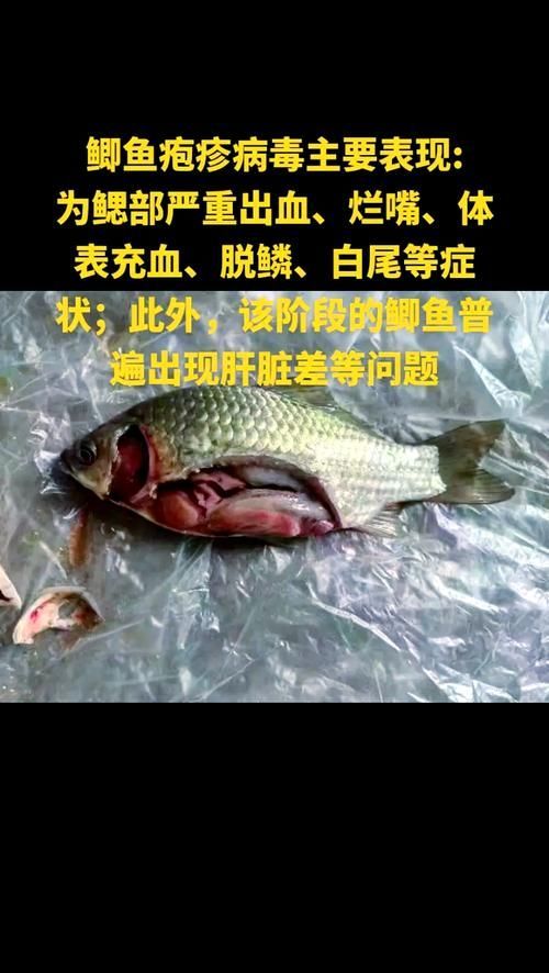 請提供更多關于魚類疫病的圖片，關于魚類疫病的一般性描述