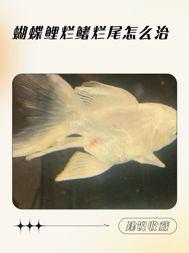 錦鯉爛尾爛鰭用鹽多久見(jiàn)效，如何判斷錦鯉爛尾爛鰭是否好轉(zhuǎn)？