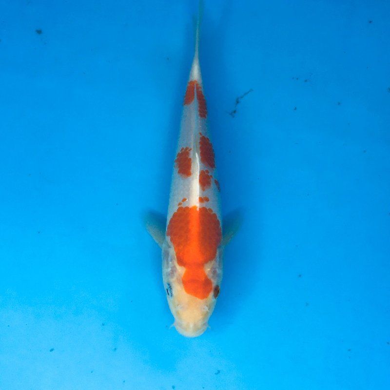 如何預防四大家魚爛身病，四大家魚爛身病怎么辦