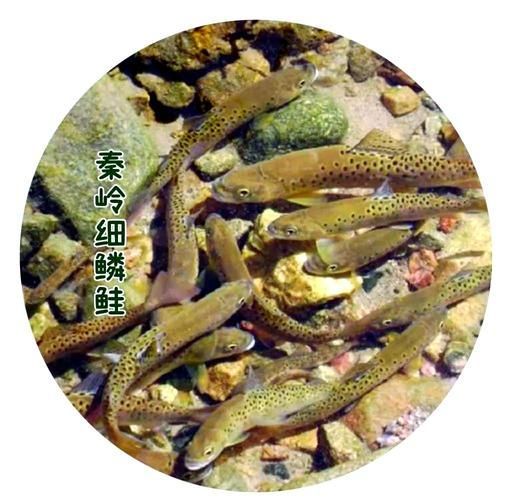 如何鑒別真假平?jīng)鳊堲~？，平?jīng)鳊堲~鑒別方法