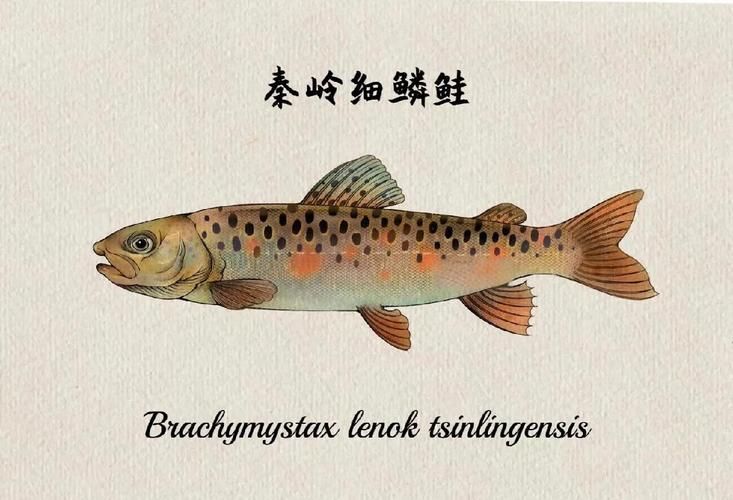 如何鑒別真假平?jīng)鳊堲~？，平?jīng)鳊堲~鑒別方法
